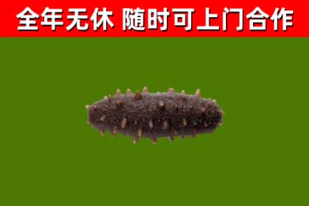 合作市烟酒回收干海参.jpg